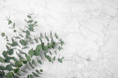Okaliptüs yaprakları. Aromaterapi. Beyaz mermer arka planda taze okaliptüs yakın plan. Güzel kokulu gerekli yağ. Yukarıdan bak. Uzayı kopyala Doğal kozmetik ürünleri ve cilt bakımı konsepti.