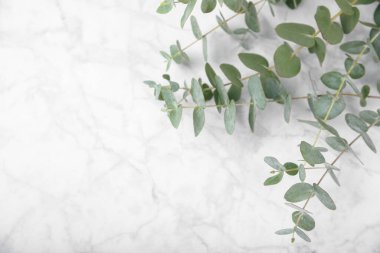 Okaliptüs yaprakları. Aromaterapi. Beyaz mermer arka planda taze okaliptüs yakın plan. Güzel kokulu gerekli yağ. Yukarıdan bak. Uzayı kopyala Doğal kozmetik ürünleri ve cilt bakımı konsepti.