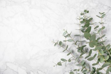 Okaliptüs yaprakları. Aromaterapi. Beyaz mermer arka planda taze okaliptüs yakın plan. Güzel kokulu gerekli yağ. Yukarıdan bak. Uzayı kopyala Doğal kozmetik ürünleri ve cilt bakımı konsepti.