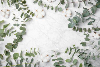 Okaliptüs yaprakları. Aromaterapi. Beyaz mermer arka planda taze okaliptüs yakın plan. Güzel kokulu gerekli yağ. Yukarıdan bak. Uzayı kopyala Doğal kozmetik ürünleri ve cilt bakımı konsepti.