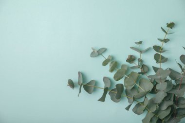 Okaliptüs yaprakları. Aromaterapi. Taze okaliptüs, yakın plan, temiz arka plan. Güzel kokulu gerekli yağ. Yukarıdan bak. Uzayı kopyala Doğal kozmetik ürünleri ve cilt bakımı konsepti.