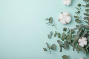 Okaliptüs yaprakları. Aromaterapi. Taze okaliptüs, yakın plan, temiz arka plan. Güzel kokulu gerekli yağ. Yukarıdan bak. Uzayı kopyala Doğal kozmetik ürünleri ve cilt bakımı konsepti.