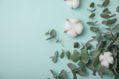 Okaliptüs yaprakları. Aromaterapi. Taze okaliptüs, yakın plan, temiz arka plan. Güzel kokulu gerekli yağ. Yukarıdan bak. Uzayı kopyala Doğal kozmetik ürünleri ve cilt bakımı konsepti.