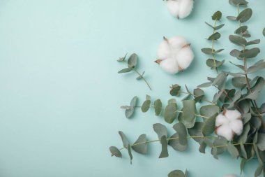 Okaliptüs yaprakları. Aromaterapi. Taze okaliptüs, yakın plan, temiz arka plan. Güzel kokulu gerekli yağ. Yukarıdan bak. Uzayı kopyala Doğal kozmetik ürünleri ve cilt bakımı konsepti.