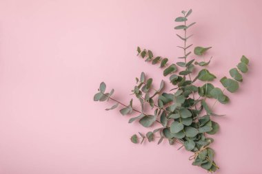 Okaliptüs yaprakları. Aromaterapi. Arka planda taze okaliptüs var. Güzel kokulu gerekli yağ. Yukarıdan bak. Uzayı kopyala Doğal kozmetik ürünleri ve cilt bakımı konsepti.