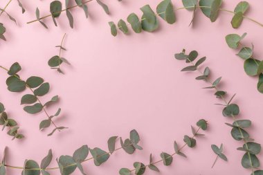 Okaliptüs yaprakları. Aromaterapi. Arka planda taze okaliptüs var. Güzel kokulu gerekli yağ. Yukarıdan bak. Uzayı kopyala Doğal kozmetik ürünleri ve cilt bakımı konsepti.