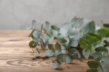 Okaliptüs yaprakları. Aromaterapi. Arka planda taze okaliptüs var. Güzel kokulu gerekli yağ. Yukarıdan bak. Uzayı kopyala Doğal kozmetik ürünleri ve cilt bakımı konsepti.