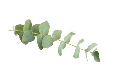 Beyaz arka planda yeşil okaliptüs yaprakları. Aromaterapi. Güzel okaliptüs dalları. Buket. Metin için yer, kopyalama alanı, modelleme