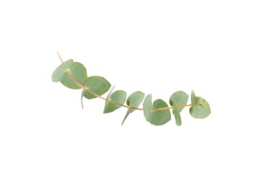 Beyaz arka planda yeşil okaliptüs yaprakları. Aromaterapi. Güzel okaliptüs dalları. Buket. Metin için yer, kopyalama alanı, modelleme