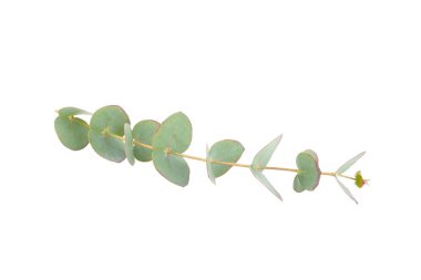 Beyaz arka planda yeşil okaliptüs yaprakları. Aromaterapi. Güzel okaliptüs dalları. Buket. Metin için yer, kopyalama alanı, modelleme