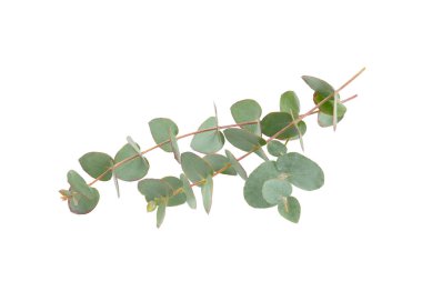 Beyaz arka planda yeşil okaliptüs yaprakları. Aromaterapi. Güzel okaliptüs dalları. Buket. Metin için yer, kopyalama alanı, modelleme