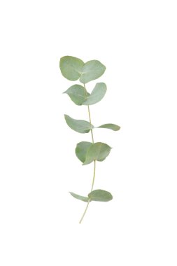 Beyaz arka planda yeşil okaliptüs yaprakları. Aromaterapi. Güzel okaliptüs dalları. Buket. Metin için yer, kopyalama alanı, modelleme