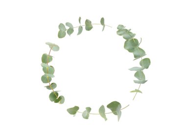 Beyaz arka planda yeşil okaliptüs yaprakları. Aromaterapi. Güzel okaliptüs dalları. Buket. Metin için yer, kopyalama alanı, modelleme