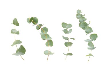 Beyaz arka planda yeşil okaliptüs yaprakları. Aromaterapi. Güzel okaliptüs dalları. Buket. Metin için yer, kopyalama alanı, modelleme