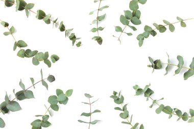 Beyaz arka planda yeşil okaliptüs yaprakları. Aromaterapi. Güzel okaliptüs dalları. Buket. Metin için yer, kopyalama alanı, modelleme