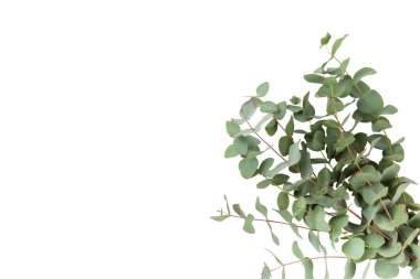 Beyaz arka planda yeşil okaliptüs yaprakları. Aromaterapi. Güzel okaliptüs dalları. Buket. Metin için yer, kopyalama alanı, modelleme