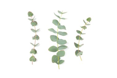 Beyaz arka planda yeşil okaliptüs yaprakları. Aromaterapi. Güzel okaliptüs dalları. Buket. Metin için yer, kopyalama alanı, modelleme