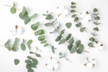 Beyaz arka planda yeşil okaliptüs yaprakları. Aromaterapi. Güzel okaliptüs dalları. Buket. Metin için yer, kopyalama alanı, modelleme