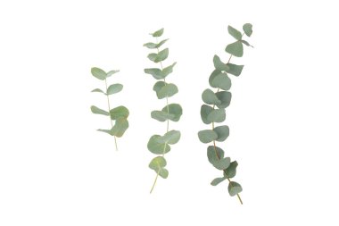 Beyaz arka planda yeşil okaliptüs yaprakları. Aromaterapi. Güzel okaliptüs dalları. Buket. Metin için yer, kopyalama alanı, modelleme