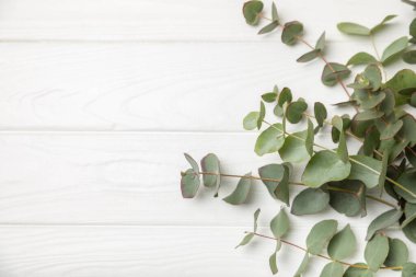 Okaliptüs yaprakları. Aromaterapi. Arka planda taze okaliptüs var. Güzel kokulu gerekli yağ. Yukarıdan bak. Uzayı kopyala Doğal kozmetik ürünleri ve cilt bakımı konsepti.