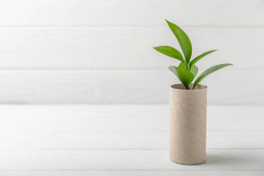 Boş tuvalet kağıdı rulosu. Boş tuvalet kağıdı ruloları ve beyaz arka plan için bitki. Tuvalet kağıdı tüpü. Mesaj için yer. Uzayı kopyala Düz yatıyordu. Çevre dostu yeniden kullanım geri dönüşümü
