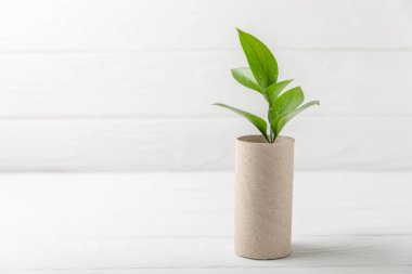 Boş tuvalet kağıdı rulosu. Boş tuvalet kağıdı ruloları ve beyaz arka plan için bitki. Tuvalet kağıdı tüpü. Mesaj için yer. Uzayı kopyala Düz yatıyordu. Çevre dostu yeniden kullanım geri dönüşümü