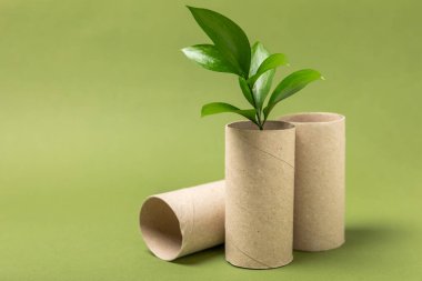 Boş tuvalet kağıdı rulosu. Boş tuvalet kağıdı ruloları ve yeşil arka plan için bitki. Tuvalet kağıdı tüpü. Mesaj için yer. Uzayı kopyala Düz yatıyordu. Çevre dostu yeniden kullanım geri dönüşümü