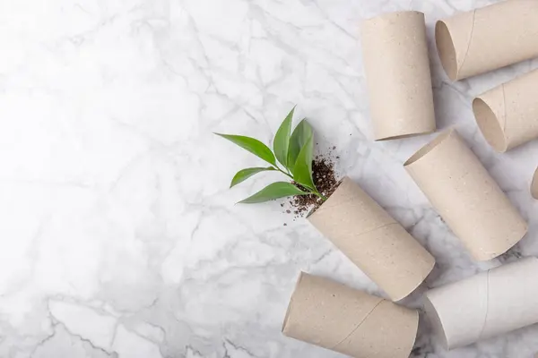 Empty toilet paper roll. Empty toilet paper rolls and plant for on marble background. Paper tube of toilet paper. Place for text. Copy space. Flat lay. Eco-friendly reuse recycle
