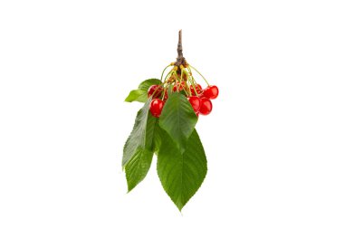 Kiraz izole edilmiş. Beyaz bir arka planda izole edilmiş taze kirazlar. Tatlı kiraz yığını. Böğürtlen ve meyve. Vejetaryen. Sağlıklı beslenme.