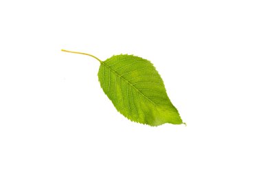 Cherry leaf isolated on white background. Set of green fruit leaves flat lay. clipart