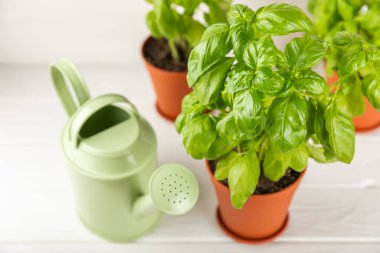 Taze fesleğen bitkisi dokulu arka planda bir tencerede. Taze organik fesleğen yaprakları. Baharatlar. Vejetaryen. Mutfakta bahçıvanlık. Ev ekimi ve yiyecek yetiştirme. Fesleğen bitkisi Boşluğu kopyala.