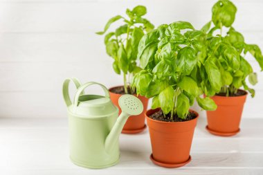 Taze fesleğen bitkisi dokulu arka planda bir tencerede. Taze organik fesleğen yaprakları. Baharatlar. Vejetaryen. Mutfakta bahçıvanlık. Ev ekimi ve yiyecek yetiştirme. Fesleğen bitkisi Boşluğu kopyala.