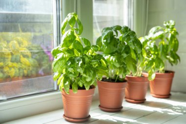 Mutfaktaki tencerede duran taze fesleğen bitkisi. Taze organik fesleğen yaprakları. Baharatlar. Vejetaryen. Mutfakta bahçıvanlık. Ev ekimi ve yiyecek yetiştirme. Fesleğen bitkisi Boşluğu kopyala.