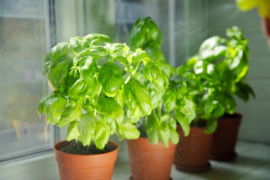 Mutfaktaki tencerede duran taze fesleğen bitkisi. Taze organik fesleğen yaprakları. Baharatlar. Vejetaryen. Mutfakta bahçıvanlık. Ev ekimi ve yiyecek yetiştirme. Fesleğen bitkisi Boşluğu kopyala.