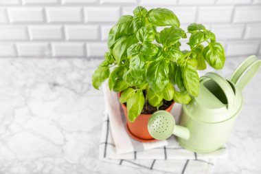 Taze fesleğen bitkisi dokulu arka planda bir tencerede. Taze organik fesleğen yaprakları. Baharatlar. Vejetaryen. Mutfakta bahçıvanlık. Ev ekimi ve yiyecek yetiştirme. Fesleğen bitkisi Boşluğu kopyala.