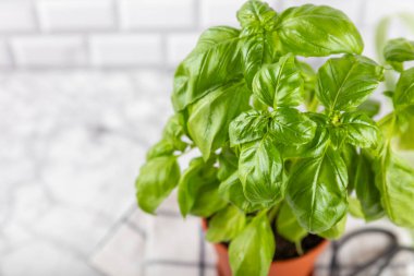Taze fesleğen bitkisi dokulu arka planda bir tencerede. Taze organik fesleğen yaprakları. Baharatlar. Vejetaryen. Mutfakta bahçıvanlık. Ev ekimi ve yiyecek yetiştirme. Fesleğen bitkisi Boşluğu kopyala.