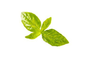 Fesleğen beyaz arkaplanda izole. Beyaz arka planda taze organik fesleğen yaprakları. Baharatlar. Vejetaryen.