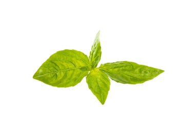 Fesleğen beyaz arkaplanda izole. Beyaz arka planda taze organik fesleğen yaprakları. Baharatlar. Vejetaryen.