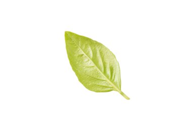 Fesleğen beyaz arkaplanda izole. Beyaz arka planda taze organik fesleğen yaprakları. Baharatlar. Vejetaryen.