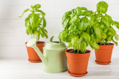 Taze fesleğen bitkisi dokulu arka planda bir tencerede. Taze organik fesleğen yaprakları. Baharatlar. Vejetaryen. Mutfakta bahçıvanlık. Ev ekimi ve yiyecek yetiştirme. Fesleğen bitkisi Boşluğu kopyala.