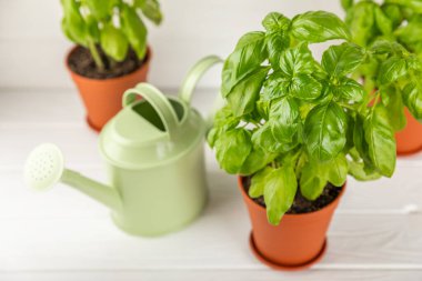 Taze fesleğen bitkisi dokulu arka planda bir tencerede. Taze organik fesleğen yaprakları. Baharatlar. Vejetaryen. Mutfakta bahçıvanlık. Ev ekimi ve yiyecek yetiştirme. Fesleğen bitkisi Boşluğu kopyala.