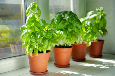 Taze fesleğen bitkisi dokulu arka planda bir tencerede. Taze organik fesleğen yaprakları. Baharatlar. Vejetaryen. Mutfakta bahçıvanlık. Ev ekimi ve yiyecek yetiştirme. Fesleğen bitkisi Boşluğu kopyala.