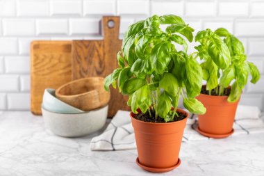 Taze fesleğen bitkisi dokulu arka planda bir tencerede. Taze organik fesleğen yaprakları. Baharatlar. Vejetaryen. Mutfakta bahçıvanlık. Ev ekimi ve yiyecek yetiştirme. Fesleğen bitkisi Boşluğu kopyala.