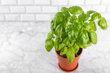 Taze fesleğen bitkisi dokulu arka planda bir tencerede. Taze organik fesleğen yaprakları. Baharatlar. Vejetaryen. Mutfakta bahçıvanlık. Ev ekimi ve yiyecek yetiştirme. Fesleğen bitkisi Boşluğu kopyala.