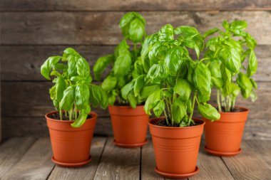Taze fesleğen bitkisi dokulu arka planda bir tencerede. Taze organik fesleğen yaprakları. Baharatlar. Vejetaryen. Mutfakta bahçıvanlık. Ev ekimi ve yiyecek yetiştirme. Fesleğen bitkisi Boşluğu kopyala.