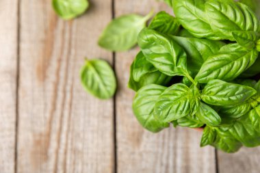 Ahşap kaplamalı yeşil fesleğen yaprakları. Mutfak otları, baharatlar. Taze yeşil organik fesleğen. Vejetaryen. Salata için yeşillik. Mesaj için yer. Boşluğu kopyala.