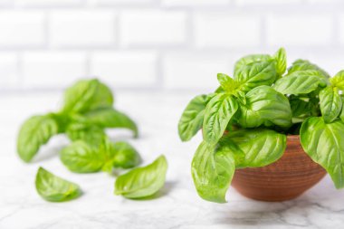 Ahşap kaplamalı yeşil fesleğen yaprakları. Mutfak otları, baharatlar. Taze yeşil organik fesleğen. Vejetaryen. Salata için yeşillik. Mesaj için yer. Boşluğu kopyala.