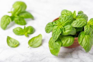 Ahşap kaplamalı yeşil fesleğen yaprakları. Mutfak otları, baharatlar. Taze yeşil organik fesleğen. Vejetaryen. Salata için yeşillik. Mesaj için yer. Boşluğu kopyala.