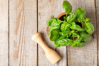 Ahşap kaplamalı havanda taze yeşil fesleğen. Organik baharatlar ve bitkiler. Vejetaryen. Taze mutfak bitkileri. Fesleğen taze fesleğen havan ve kabuklu pesto 'ya dönüştürülüyor. Boşluğu kopyala. Metin için yer