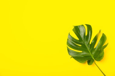 Canavar mı? Parlak sarı bir arka planda yeşil bir canavar yaprağı. Tropik yapraklar. Tropik bitki. Çiçek. Mesaj için yer var. Uzayı kopyala Üst Manzara. Pankart. Çerçeve.